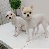 오리지널 사운드 - 소거기보신탕
