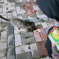 suara asli - .