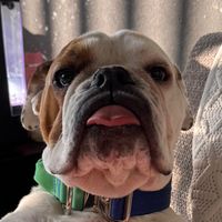silveriothebulldog