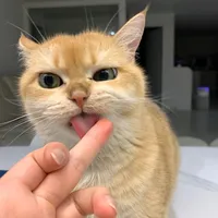 original sound - fuadyyy__