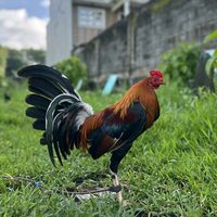 original sound - PamGamefowl