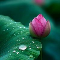 เสียงต้นฉบับ - 🧚🪷บัวน้อย_กลอยใจ🌾💞