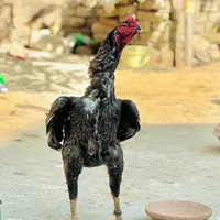 original sound - rajput.aseel.farm