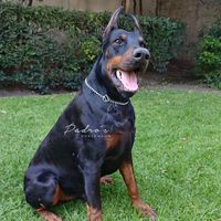 padrs.doberman