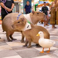 เสียงต้นฉบับ - Bobbycapybaraandfriends
