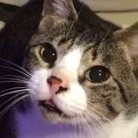 オリジナル楽曲 - ✨⚜️ゆり⚜️✨