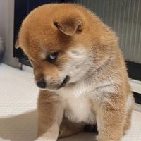 âm thanh gốc - Yêu Thú Cưng 💕💕💕