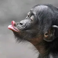 original sound - huy.nguyn209