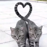 suara asli - قارورة