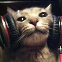 yangaudiosz