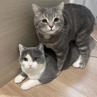 meruandyoru
