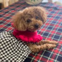 haru.runrun.poodle
