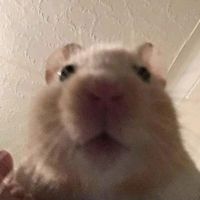 muffin._0