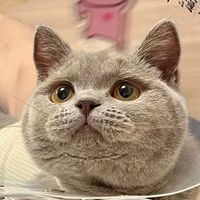nyanpers
