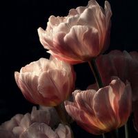 _harsa3