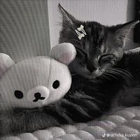 hommyzx_