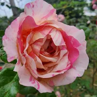 จิตแพทย์บอก