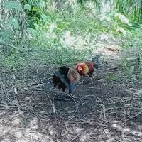 âm thanh gốc - Đam Mê GR