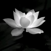 nhạc nền - Đ Ê M