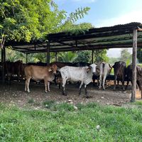 laveguera_criolla