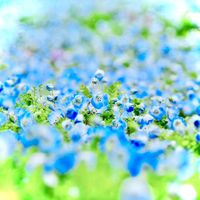 オリジナル楽曲 - 白