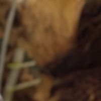 suara asli - lavilash.studio