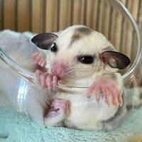 เสียงต้นฉบับ - วุ่นวายแฟมิลี่🐿️