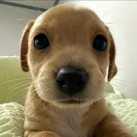 original sound - tui.110i