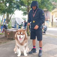 nobu.malamute