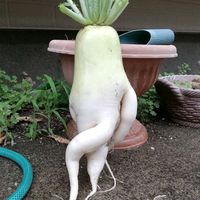 아니이거이제음원덧씌우기외앉됨