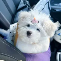 original sound - i_tim.16