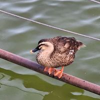 オリジナル楽曲 - さけるチーズ