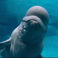 flamy_roblox