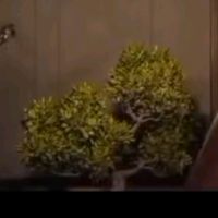 оригинальный звук