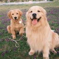 nenepet99