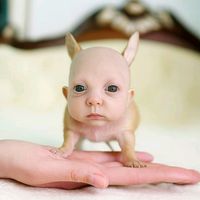 urbych_furbych