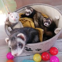 ferrettachinokainushisan