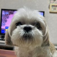 chokochan0106