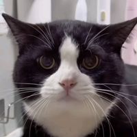 0omamaneko0801