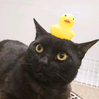 kuroneko_gigi