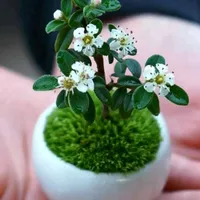 original sound - wiphadaklongkon