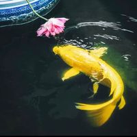 nhạc nền - 张淑瑶