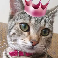 original sound - cakil_kedii