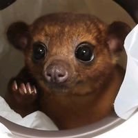 kinkajou_ochibi_kun