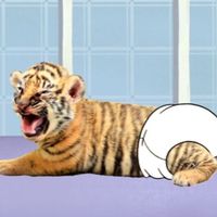 gatinhananeve