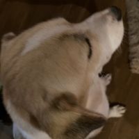 オリジナル楽曲 - ❍。 KURO