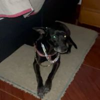 jony.el.perro.de