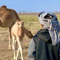 الصوت الأصلي