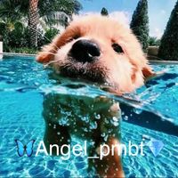 fan_charlidamelio631