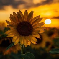 sunflower.th.12